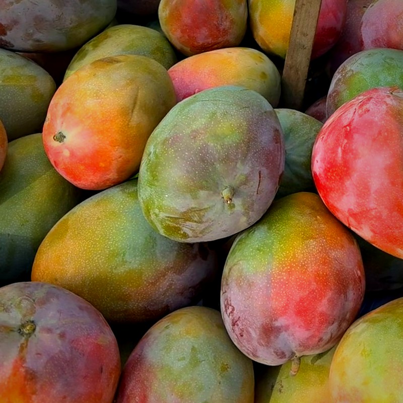 Peruvian Mango
