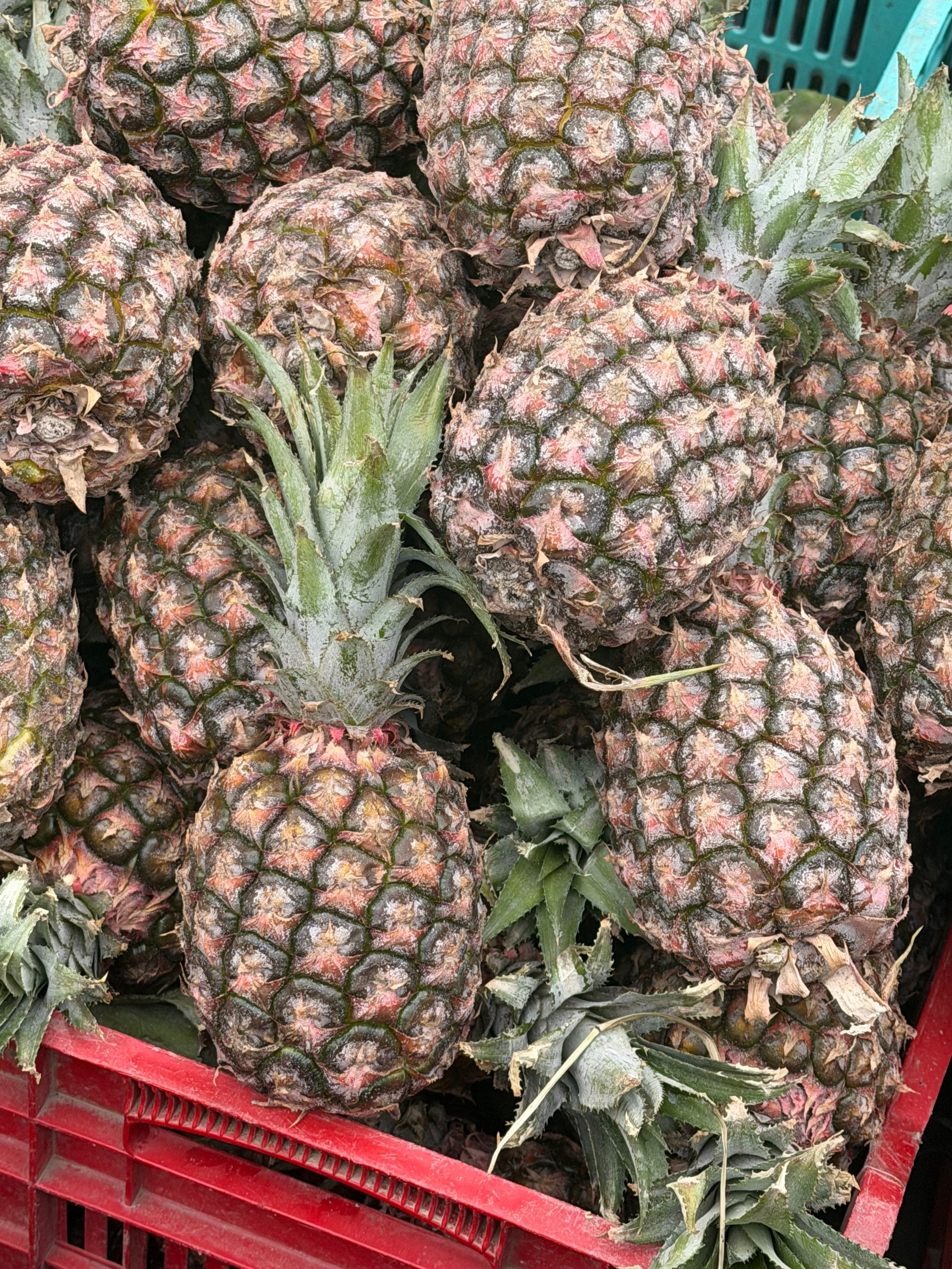 Peruvian Pineapple